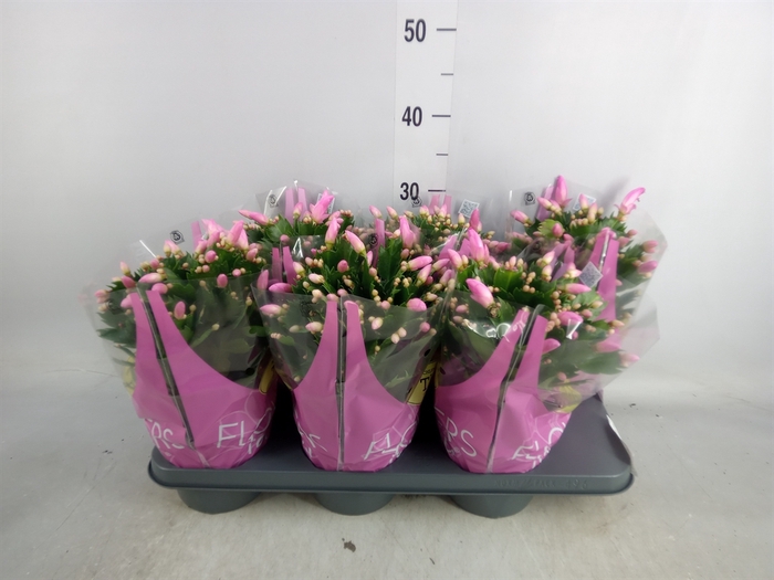 <h4>Schlumbergera   ...</h4>