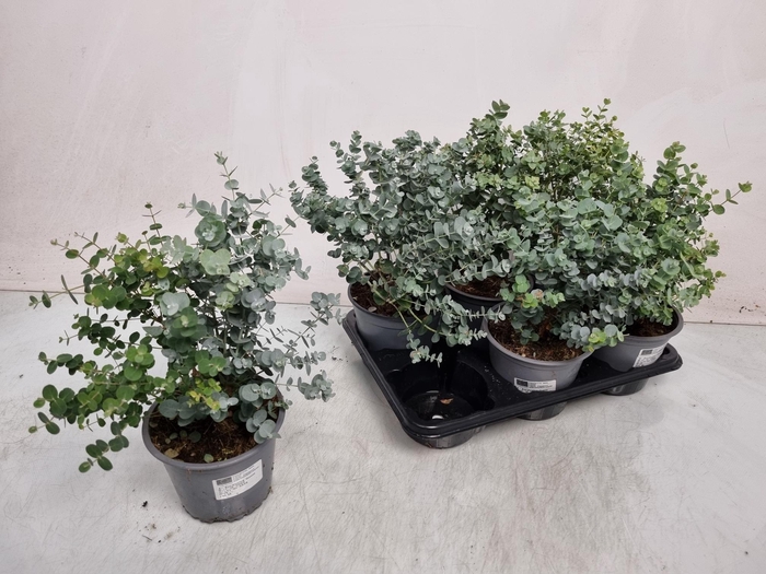 <h4>EUCAL GUNNII</h4>