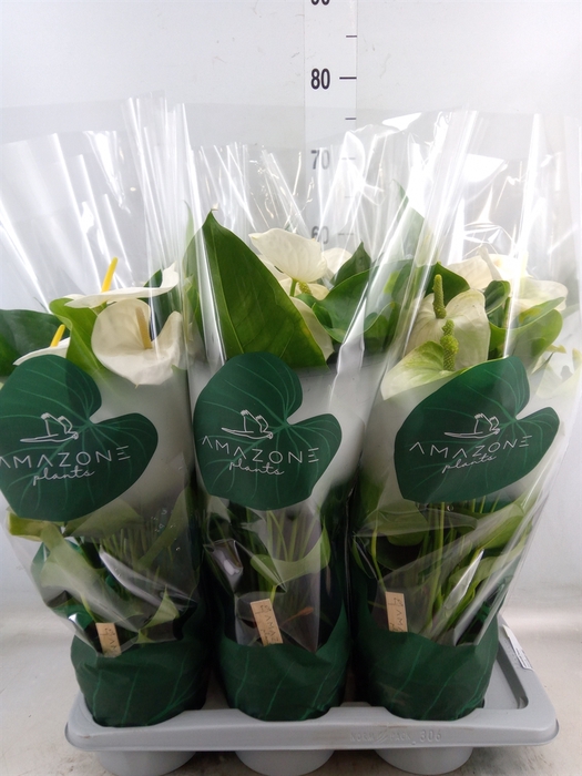 <h4>Anthurium andr. 'Samora'</h4>