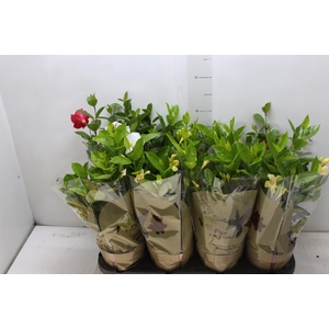 DIPLADENIA PICOLI P14 VARIADO