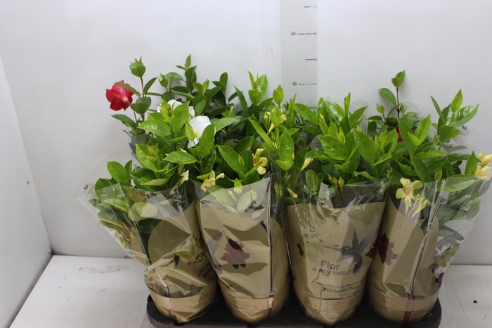 <h4>DIPLADENIA PICOLI P14 VARIADO</h4>