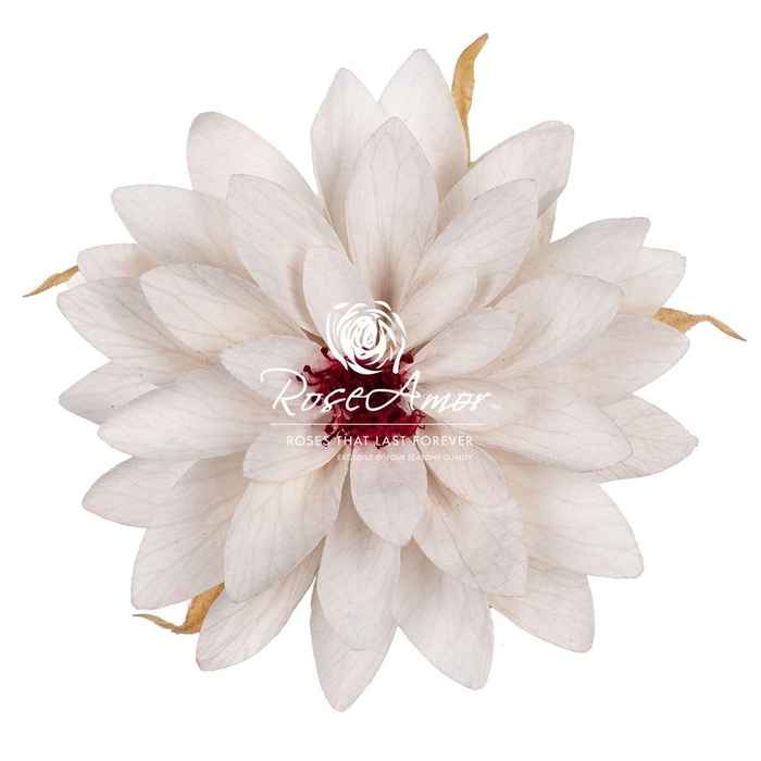 <h4>Dalia Whi04</h4>