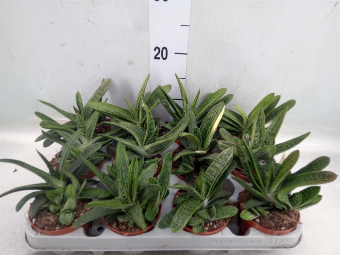 <h4>Gasteria  'Little Warty'</h4>