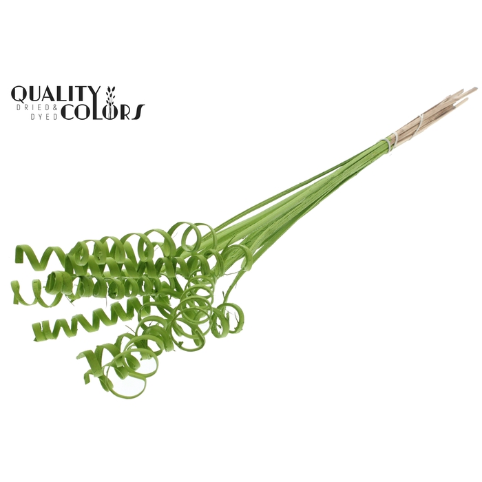 <h4>Cane Spring on stem Covered Light Green</h4>