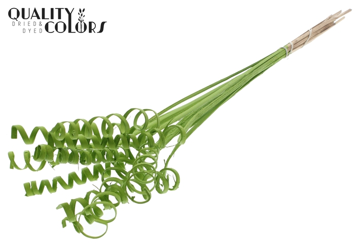 Cane Spring on stem Covered Light Green