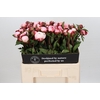 Paeonia Nick Shaylor