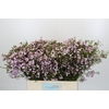 Chamelaucium Dancing Queen