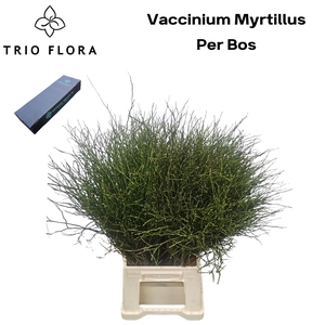 VACC MYRTILLUS BS L Box 20 bos