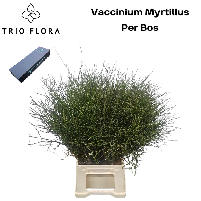 <h4>VACC MYRTILLUS BS L Box 20 bos</h4>