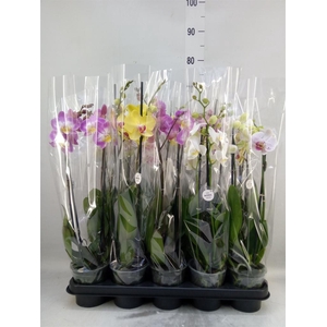 Phalaenopsis   ...mix