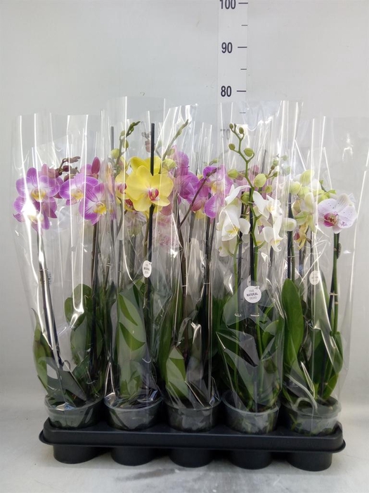 <h4>Phalaenopsis ...mix</h4>