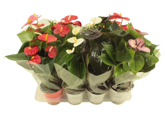 <h4>Anthurium Flamingo mix 14cm in blanco hoes</h4>