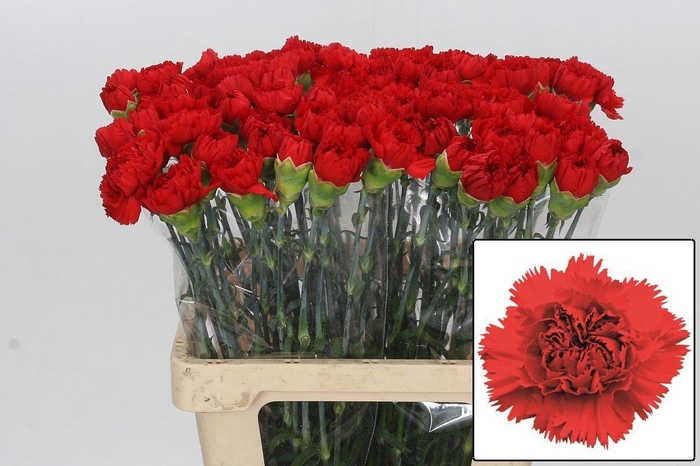 <h4>DI ST ARONA</h4>