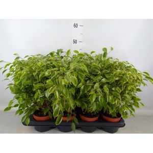 Ficus benja. 'Kinky'