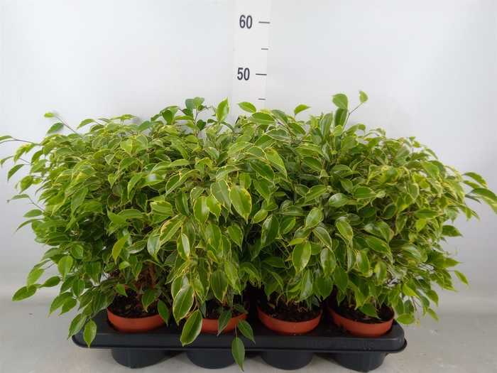 <h4>Ficus benja. 'Kinky'</h4>