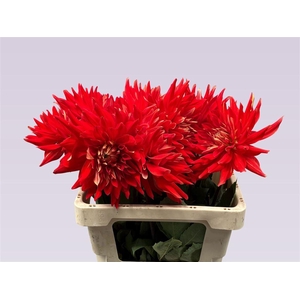 Dahlia Vulcan