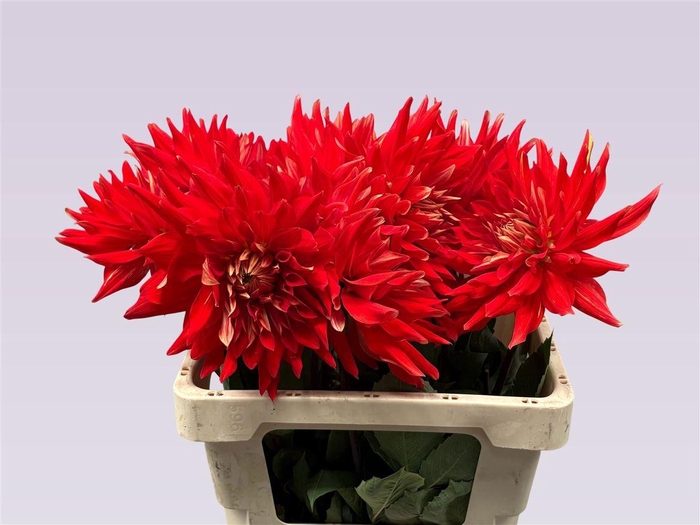 <h4>Dahlia Vulcan</h4>