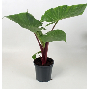Alocasia Imperial red 21 cm