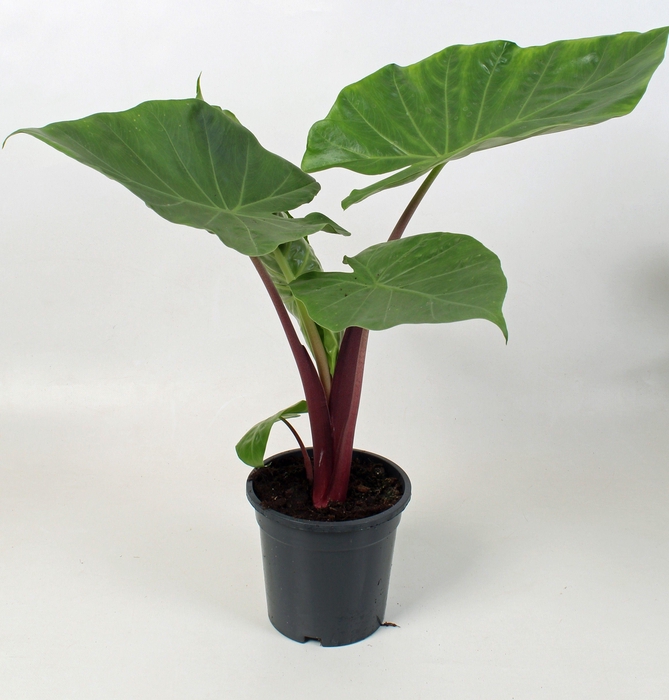 <h4>Alocasia Imperial red 21 cm</h4>