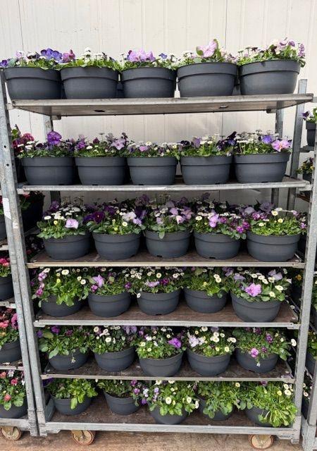 <h4>PERKPL GEM IN POT</h4>