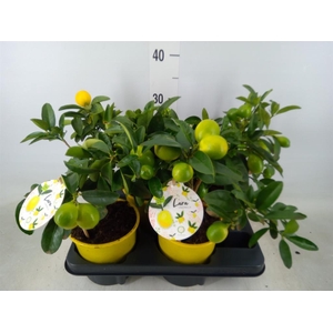 Citrofortunella floridana