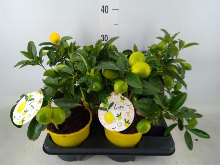 <h4>Citrofortunella floridana</h4>