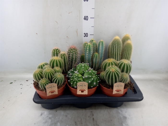 <h4>Cactus   ...mix</h4>