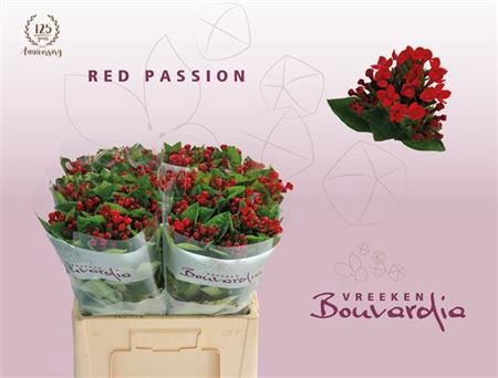 <h4>Bouvardia En Red Passion</h4>