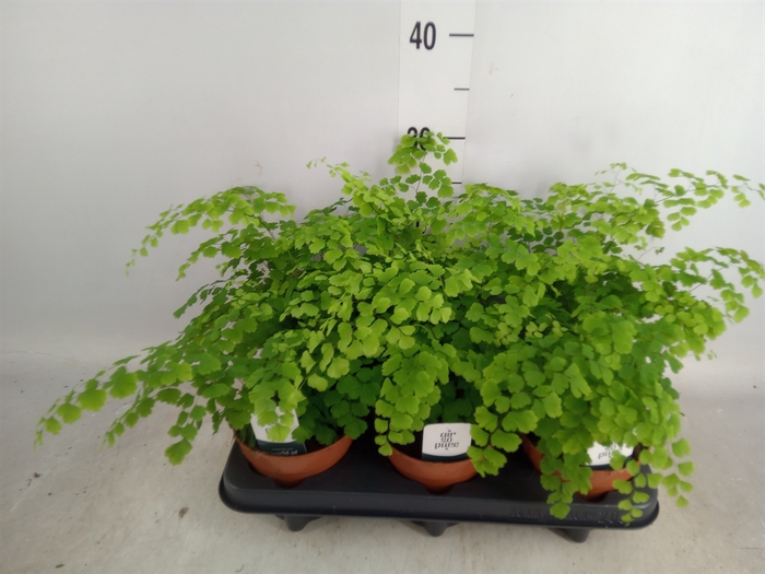 <h4>Adiantum raddi. 'Fragrans'</h4>