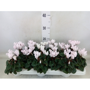 Cyclamen KL 'Midori'