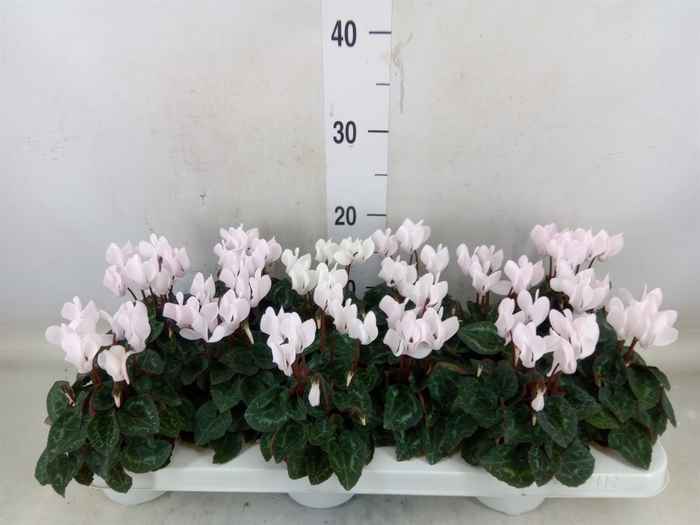 <h4>Cyclamen KL 'Midori'</h4>