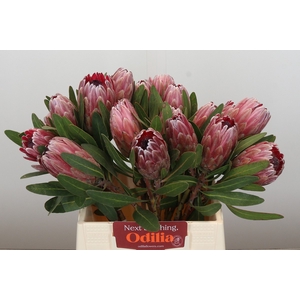 Protea Pink Ice