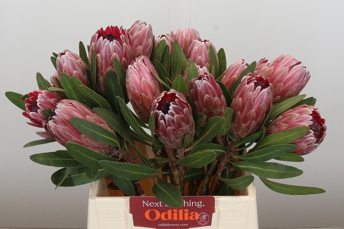 Protea Pink Ice