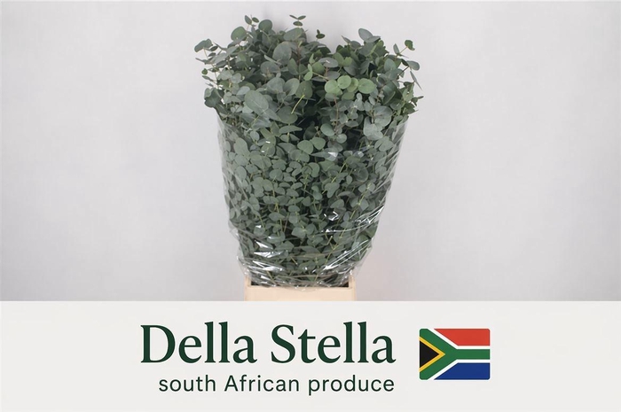 <h4>EUC CINEREA PER BOS</h4>