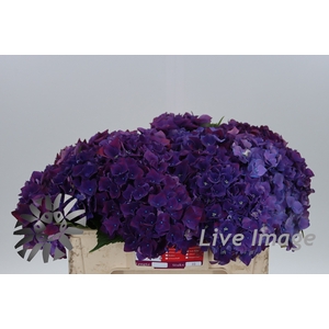 Hydrangea my mon amour purple