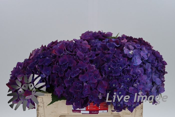 <h4>Hydrangea my mon amour purple</h4>