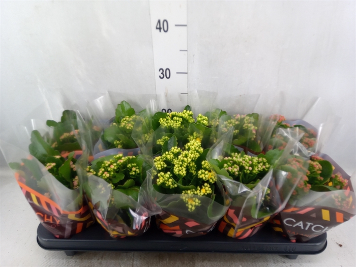 <h4>Kalanchoe blos.   ..rosebud mix  5</h4>