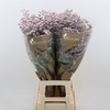 Limonium Safora Oshi Pink