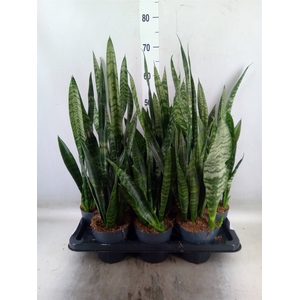 Sansevieria trifa. 'Black Coral'