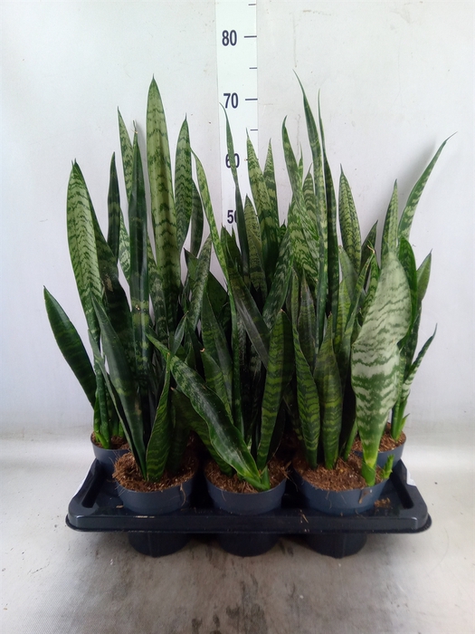 <h4>Sansevieria trifa. 'Black Coral'</h4>