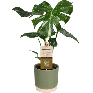 MONSTERA DEL THAI CO