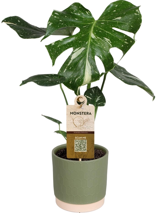 <h4>MONSTERA DEL THAI CO</h4>