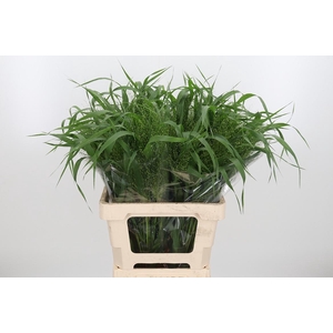 Panicum Fountain