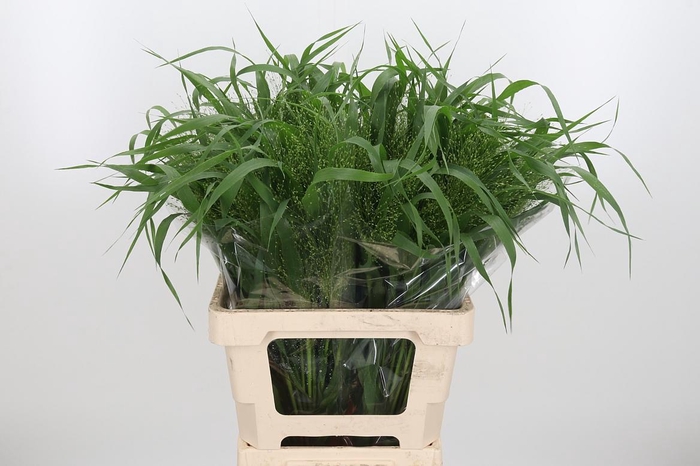 <h4>Panicum Fountain</h4>