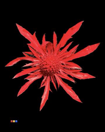 <h4>Eryngium Red</h4>