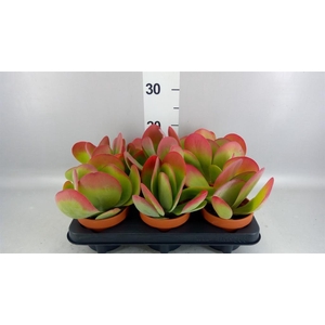 Kalanchoe NF thyrsiflora