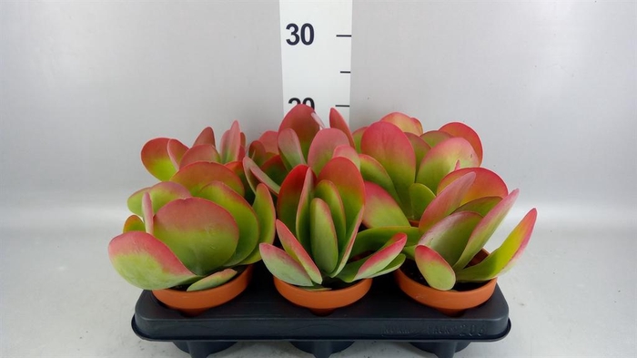 <h4>Kalanchoe NF thyrsiflora</h4>