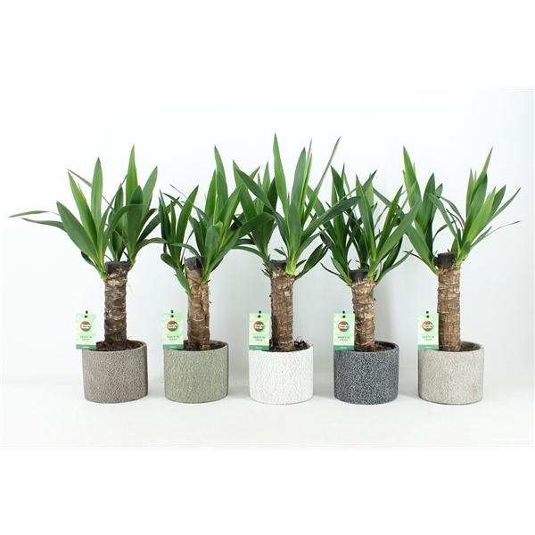 <h4>Yucca 25 cm hout 3+ kop in Classic Stone</h4>