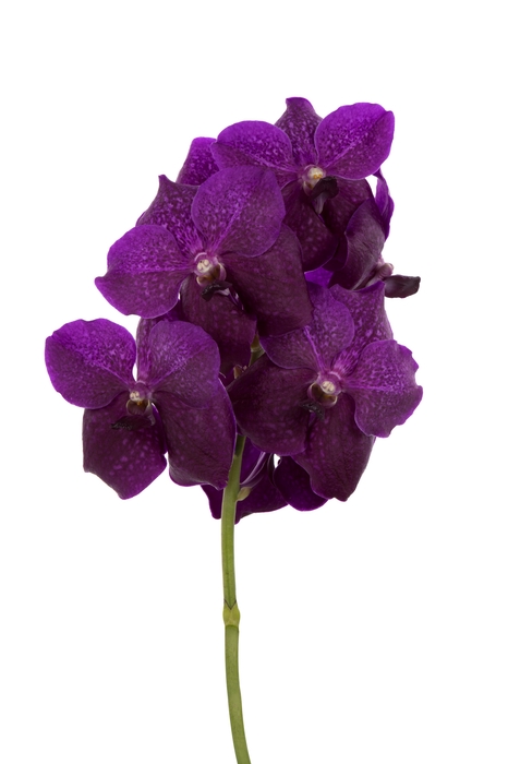 Vanda Sumathi Magic Fuchsia