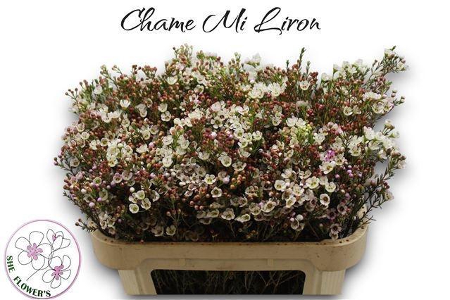 <h4>CHAME MI LIRON</h4>